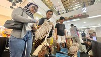 Bagi sebagian orang, reptil dipandang sebagai hewan yang berbahaya dan menakutkan. Namun, berbeda dengan komunitas KDRT (Kerabat Dekat Reptile Tangsel), mereka menjadikan reptil sebagai media edukasi bahkan sampai menjadi hewan peliharaan.