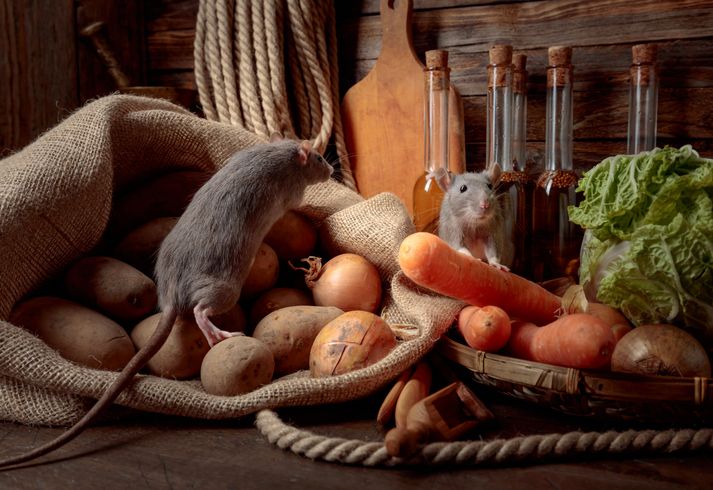 makanan yang bisa mengundang tikus ke dapur
