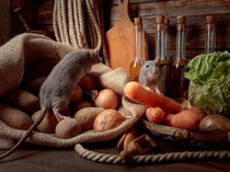 5 Jenis Makanan yang Undang Kehadiran Tikus ke Dapur