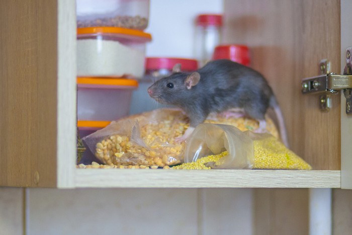 makanan yang bisa mengundang tikus ke dapur