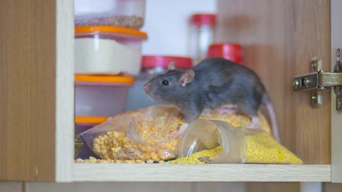 makanan yang bisa mengundang tikus ke dapur