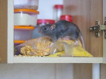 Hati-hati! 5 Makanan Ini Bisa Mengundang Tikus Masuk ke Dapur
