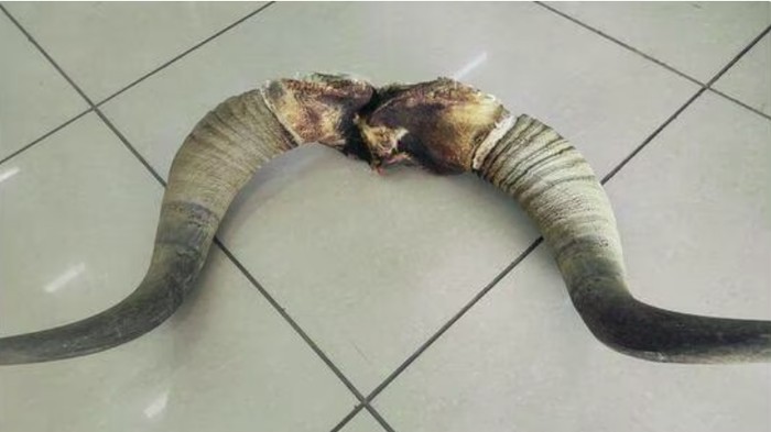 Turis ditangkap saat bawa tanduk di bandara
