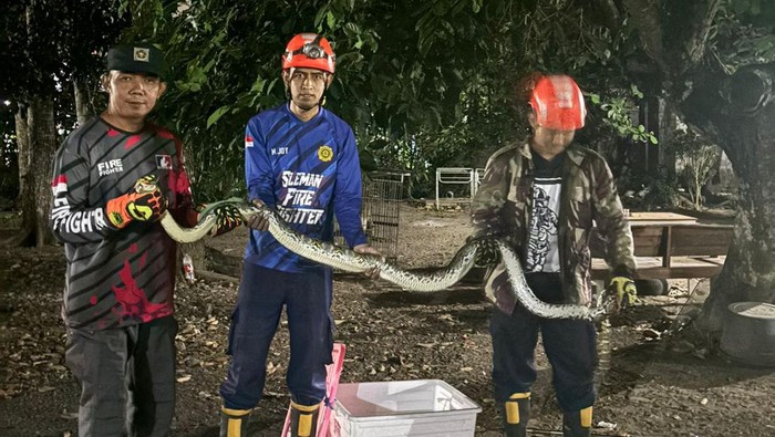 Petugas mengevakuasi ular sanca sepanjang 3 meter yang berkeliaran di halaman rumah warga di Ngaglik, Sleman.