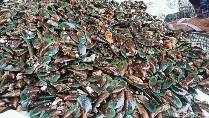 Awing sedang membersihkan kerang hijau untuk dijual