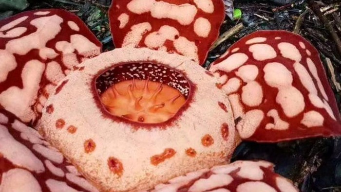 Bunga Rafflesia hasseltii langka ditemukan mekar di Mura