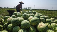 Musim ini, harga jual semangka dari tingkat petani anjlok dari sebelumnya Rp 4000/kg menjadi Rp 2500/kg - Rp 3000/kg karena turunnya daya beli masyarakat di pasaran.