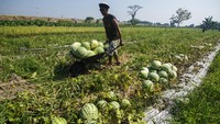 Petani sedang memanen semangka di Boyolali, Jawa Tengah, Selasa (6/8/2024).