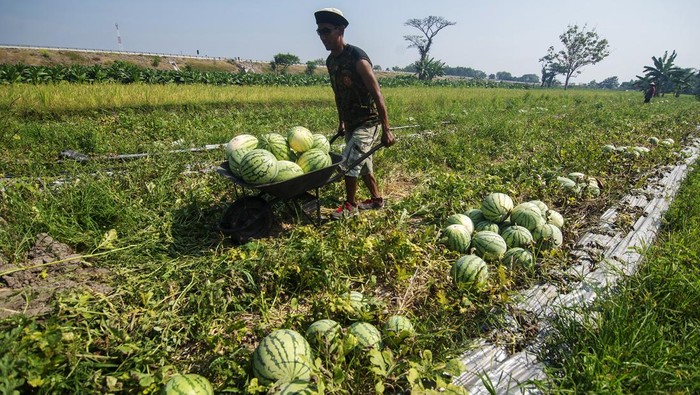 Pekerja mengumpulkan semangka hasil panen di lahan pertanian Sawit, Boyolali, Jawa Tengah, Selasa (6/8/2024). Harga jual hasil panen semangka dari tingkat petani musim ini turun dari sebelumnya Rp4.000 per kilogram menjadi Rp2.500 -  Rp3.000 per kilogram karena turunnya daya beli masyarakat di pasaran. ANTARA FOTO/Aloysius Jarot Nugroho/Spt.
