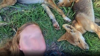 Turis ini didenda masing-masing USD 1.500 karena berfoto selfie dengan dingo. Pihak berwenang Australia mengatakan para wanita beruntung tidak diserang selama foto-op mereka. Foto: Instagram/influencersinthewild