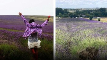 Hitchin Lavender, sebuah peternakan di Hertfordshire, telah mendesak pengunjung untuk berhenti merusak tanaman lavender mereka dengan duduk atau berbaring di atasnya untuk foto media sosial. Direktur Tim Hunter mengunggah video yang menunjukkan tanaman yang hancur dan memohon kepada pengunjung untuk tidak membunuh lavender kami. Ladang lavender membutuhkan waktu 10 tahun untuk dibudidayakan, dengan beberapa tanaman berusia 20 tahun.  Foto: Instagram/influencersinthewild