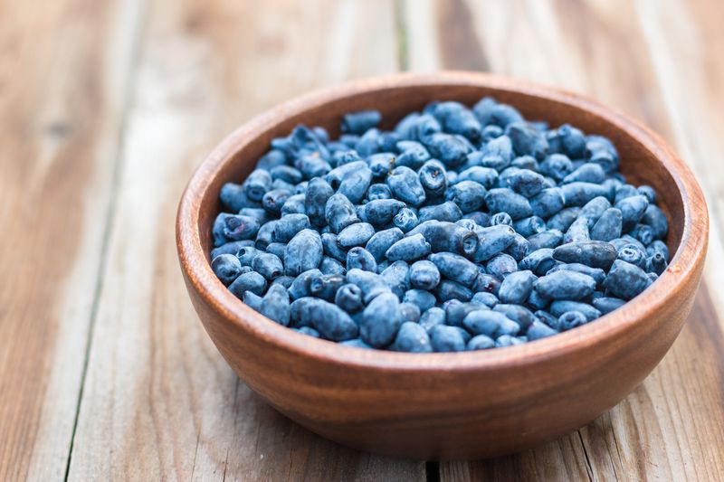 Harvest of Haskap berries, Lonicera caerulea, also calles honeyberries, blue berry honeysuckle or sweetberry honeysuckle, superfood in wooden bowl