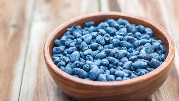 Harvest of Haskap berries, Lonicera caerulea, also calles honeyberries, blue berry honeysuckle or sweetberry honeysuckle, superfood in wooden bowl