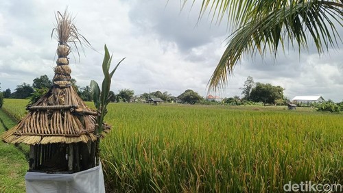 Kondisi salah satu sawah di Penatih, Denpasar, Bali, Selasa (6/8/2024. (Foto: Ni Made Lastri Karsiani Putri/detikBali)