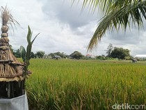 Tantangan Besar Melindungi 42 Subak di Denpasar