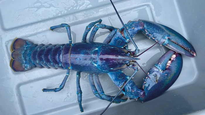 Lobster langka