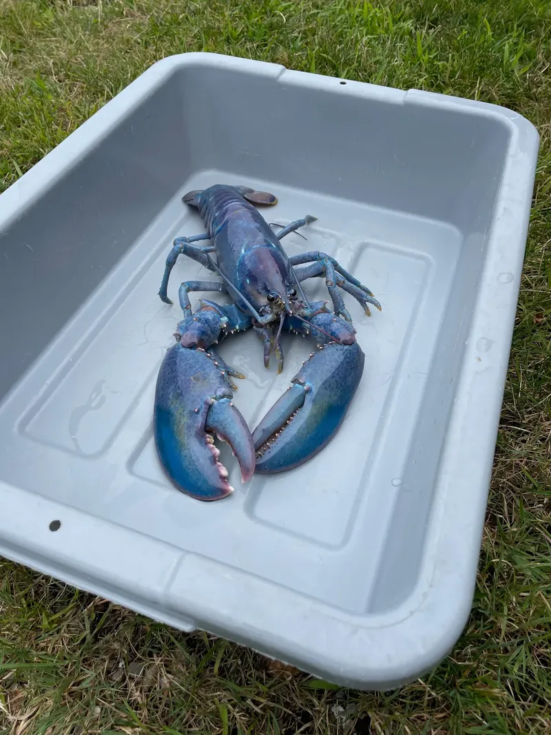 Lobster langka