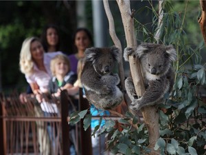 Tempat Lebih Dekat Menyaksikan Koala di Melbourne