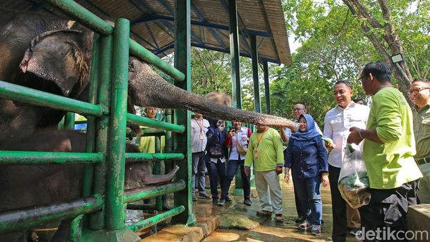 Rocky Balboa anak gajah berusia 2 bulan di KBS.
