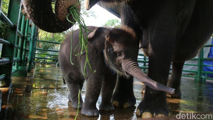 Rocky Balboa anak gajah berusia 2 bulan di KBS.