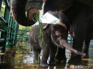 Kenalan dengan Rocky Balboa, Anak Gajah KBS yang Baru Lahir