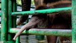 KBS Punya Gajah Baru Bernama Rocky Balboa