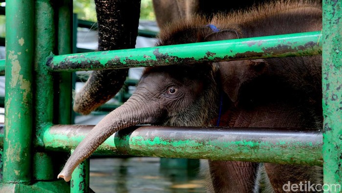 Rocky Balboa anak gajah berusia 2 bulan di KBS Rocky Balboa anak gajah berusia 2 bulan di KBS