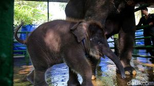 KBS Punya Gajah Baru Bernama Rocky Balboa