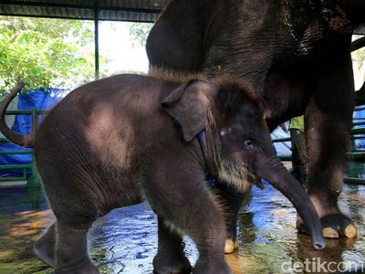KBS Punya Gajah Baru Bernama Rocky Balboa