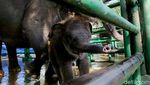 KBS Punya Gajah Baru Bernama Rocky Balboa