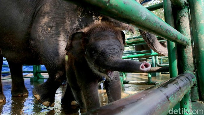 Rocky Balboa anak gajah berusia 2 bulan di KBS Rocky Balboa anak gajah berusia 2 bulan di KBS