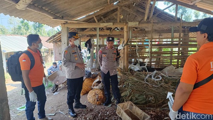 Polisi melakukan olah TKP terkait kematian sapi secara misterius di Gunungpati, Semarang, Selasa (6/8/2024).