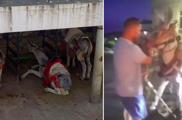 Turis saksikan penyiksaan keledai di Spanyol
