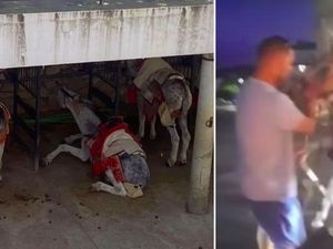Turis Lihat Penyiksaan Hewan, Ia Bersumpah untuk Tak Kembali Lagi