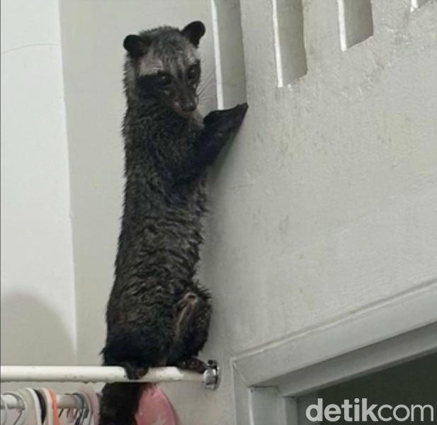 Warga Depok dikagetkan dengan kemunculan musang besar secara tiba-tiba di rumahnya. Musang tersebut jatuh dari plafon dan lalu kebingungan ingin keluar lagi. (dok Pribadi/Isna)