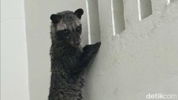 Warga Depok dikagetkan dengan kemunculan musang besar secara tiba-tiba di rumahnya. Musang tersebut jatuh dari plafon dan lalu kebingungan ingin keluar lagi. (dok Pribadi/Isna)
