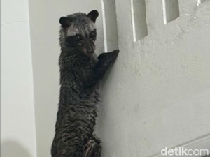 Sederet Jurus Usir Musang Bersarang di Loteng, Bisa Pakai Kemenyan!