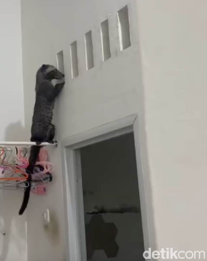 Warga Depok dikagetkan dengan kemunculan musang besar secara tiba-tiba di rumahnya. Musang tersebut jatuh dari plafon dan lalu kebingungan ingin keluar lagi. (dok Pribadi/Isna)