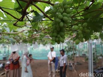 Kini Ada Wisata Petik Anggur Lho di Ponorogo, Yuk ke Sana!