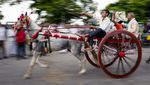 Potret Keseruan Lomba Balap Kereta Kuda Tradisional di India