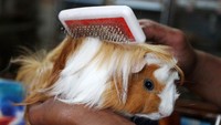 Berbagai jenis anakan marmut hias hasil budi daya seperti cavia teddy, cavia skinny dan cavia peruvian dijual sebagai hewan peliharaan serta satwa kontes ke berbagai kota di Indonesia melalui media sosial dengan harga Rp 200 ribu hingga Rp 4 juta per ekor.  