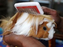 Intip Budi Daya Marmut Hias yang Lagi Tren, Harganya Tembus Rp 4 Juta/Ekor