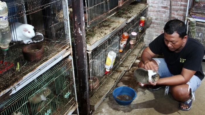 Peternak menyisir bulu marmut (Cavia porcellus) hias di Omah Marmut, Kabupaten Malang, Jawa Timur, Rabu (7/8/2024). Berbagai jenis anakan marmut hias hasil budi daya seperti cavia teddy, cavia skinny dan cavia peruvian dijual sebagai hewan peliharaan serta satwa kontes ke berbagai kota di Indonesia melalui media sosial dengan harga Rp200 ribu hingga Rp4 juta per ekor. ANTARA FOTO/Ari Bowo Sucipto/rwa.