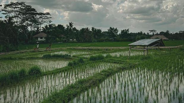 Daya Tarik dan Aktivitas yang Bisa Dilakukan di Desa Keliki Gianyar