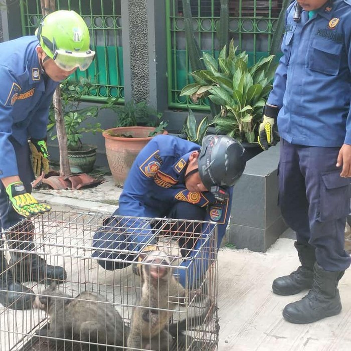 Musang Liar Berkeliaran di Depok, Kembali Masuki Dua Rumah Warga