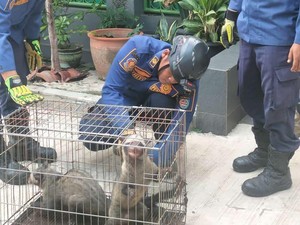 Lagi-lagi Musang Liar Masuki Rumah Warga di Depok, Kini Ada 2 Ekor