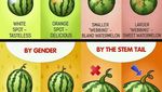 Keren! 10 Diagram Makanan Ini Sangat Informatif Buat Foodies