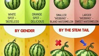 Dengan diagram ini, kamu tak akan salah pilih semangka. Ternyata ada tanda untuk semangka manis seperti tanda warna oranye hingga motif jaring yang lebih besar. Foto: Bored Panda