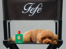 Dolce & Gabbana Rilis Parfum Anjing Harga Rp 1,7 Juta, Dikritik Dokter Hewan