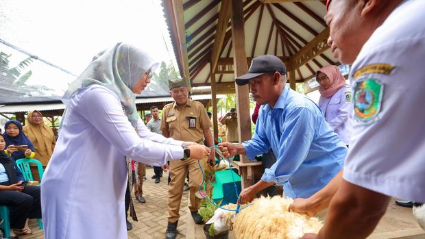 Pelatihan pembuatan pakan ternak silase di Banyuwangi.